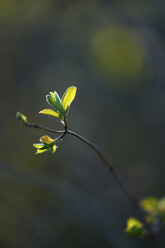 Platz 11 Harald Unglert
